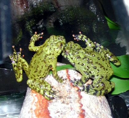 Frog Friends